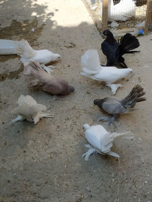 Голуби- павлины чистой породы