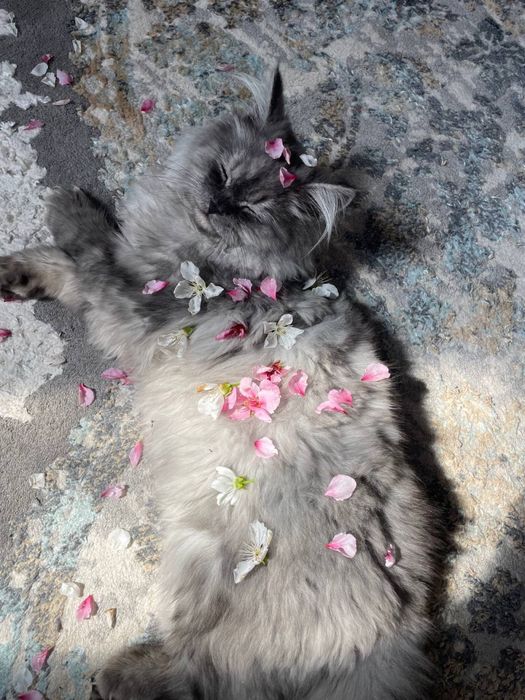 Продаётся Хейланд фолд, 7 месяцев мальчик