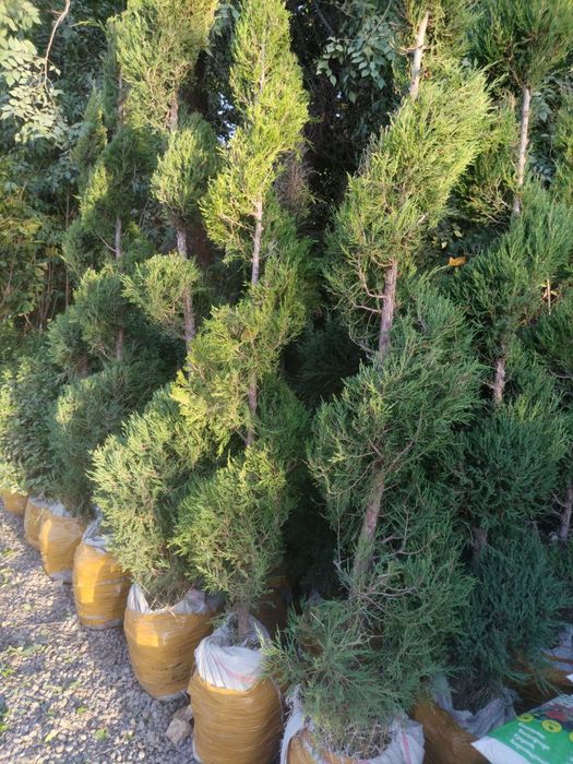 Dizayn berilgan majvinniklar