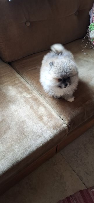 Мини  Померанчее