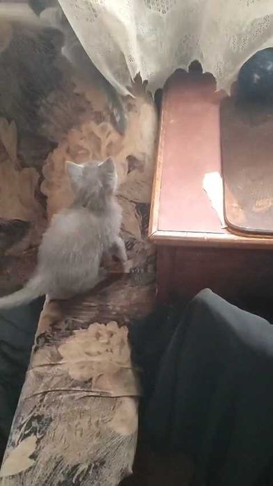 Ищем дом котятам (девочки)!