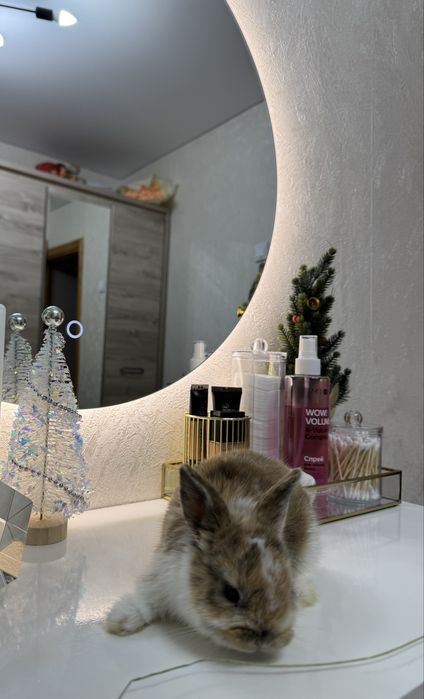 Кролик декоративный