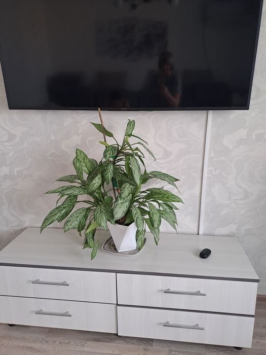 Аглаонема (Aglaonema)