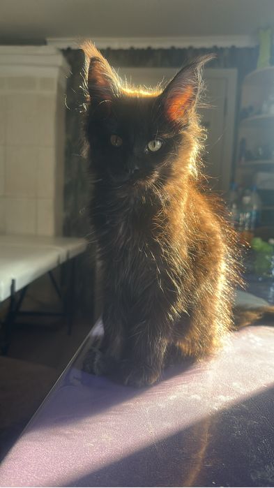 Котята мейнкуны девочка!