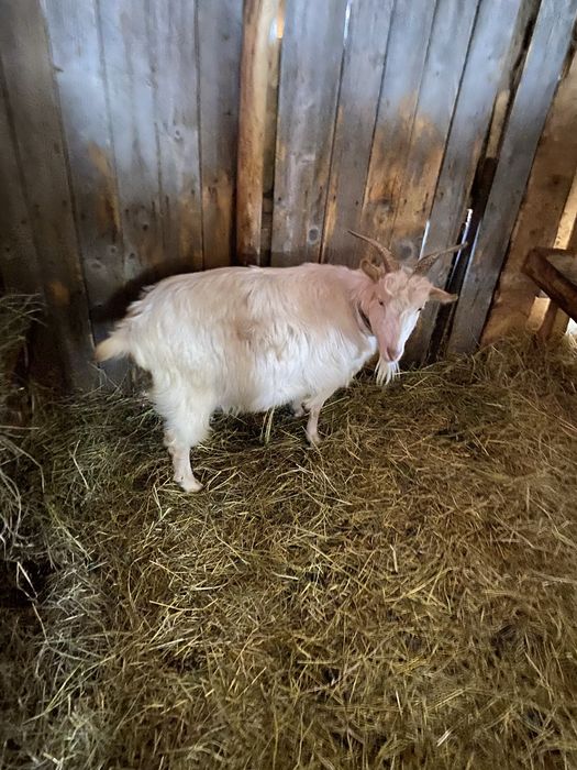 Vand doua capre romanesti si un tap murcian pret negociabil la telefon