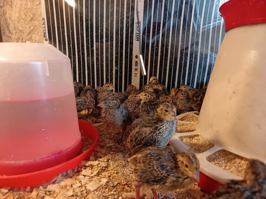 Prepelite japoneze de 1 zi,carcasa,oua marinate și proaspete!!