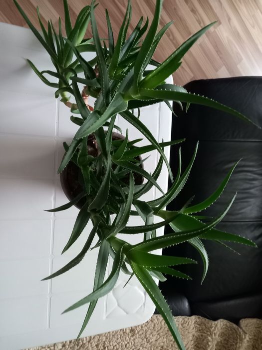 Алое в саксия различни размери