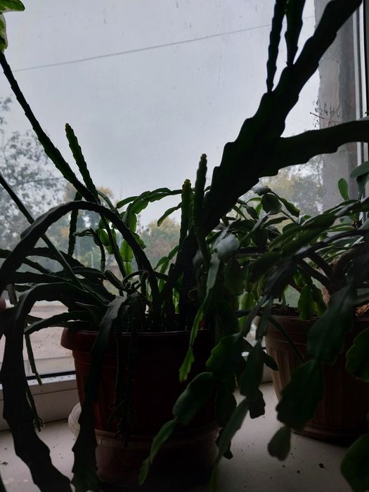 Продам цветы комнатные.