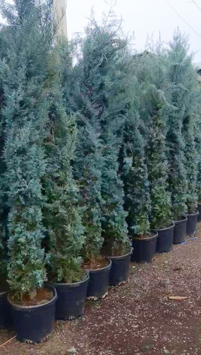 Туркиядан келтирилган аризониски кипарис Узмизада йетиштирилган арча