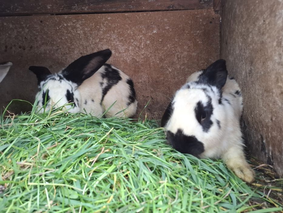 Vând iepurii detalii în privat