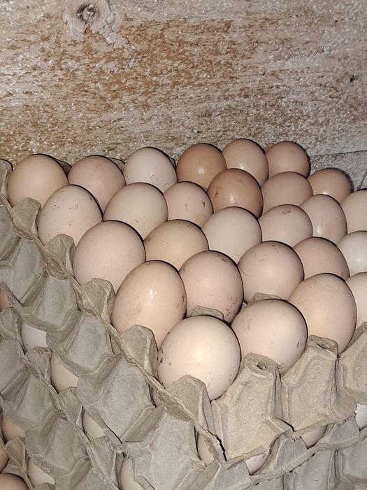 Vând ouă albe min 300buc