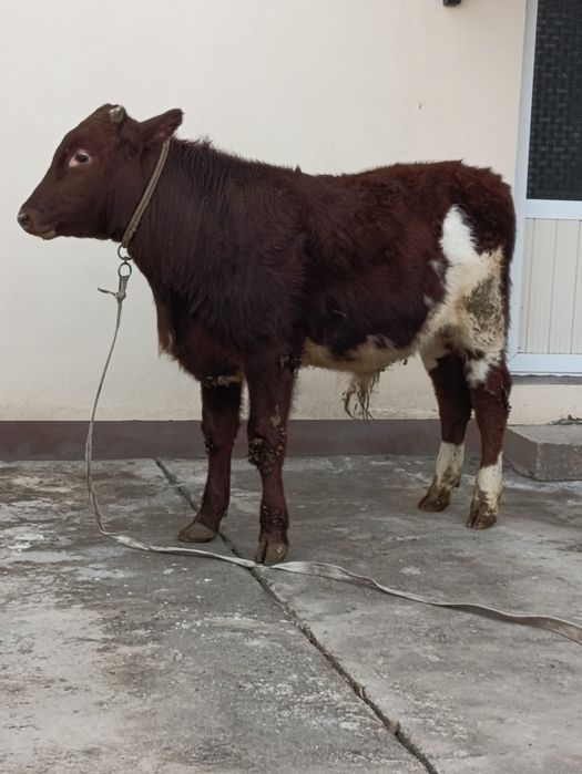 Yosh Buqa sotiladi .