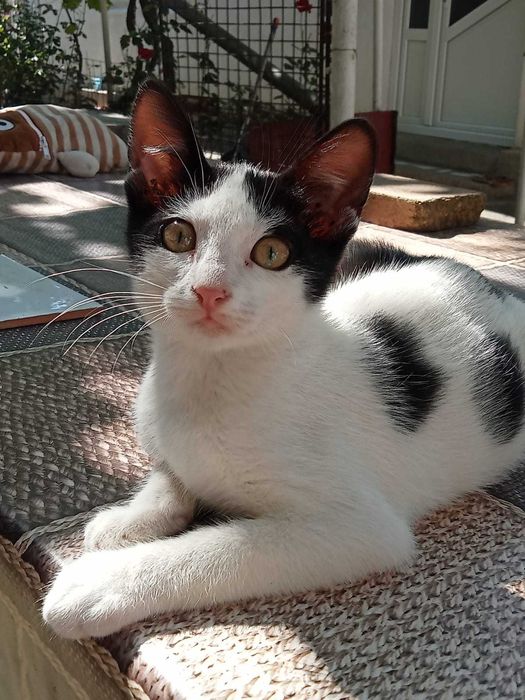 Spre adopție pisoi de 2 luni extrem de jucăuș cu pisica sterilizata