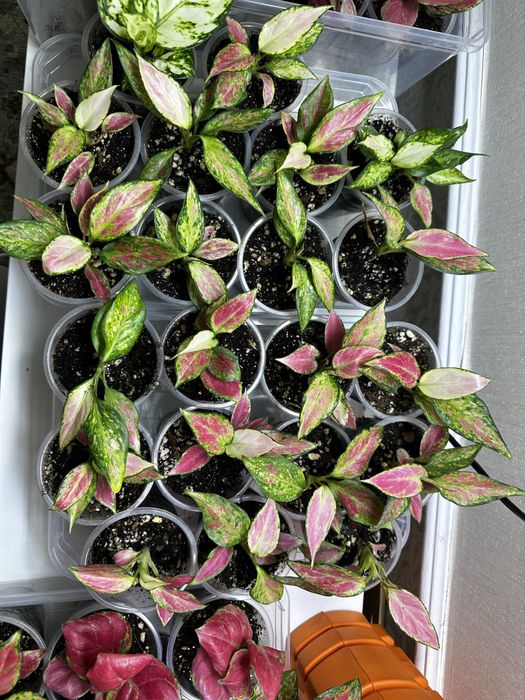 Аглаонема в продаже