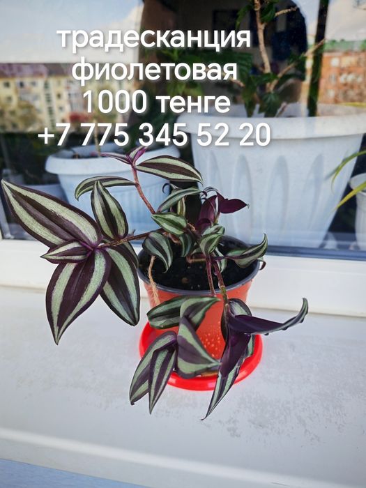 Комнатные растения