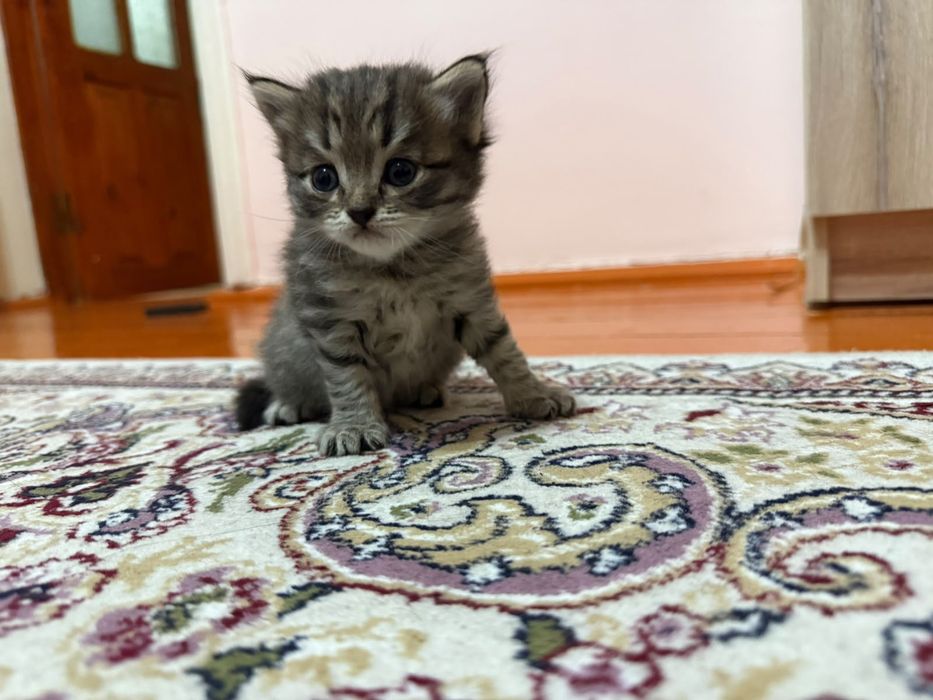 Продаются породистые котята.