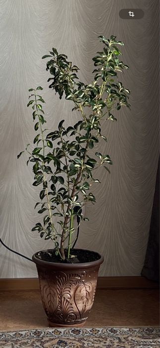 Продам красивые комнатные цветы.