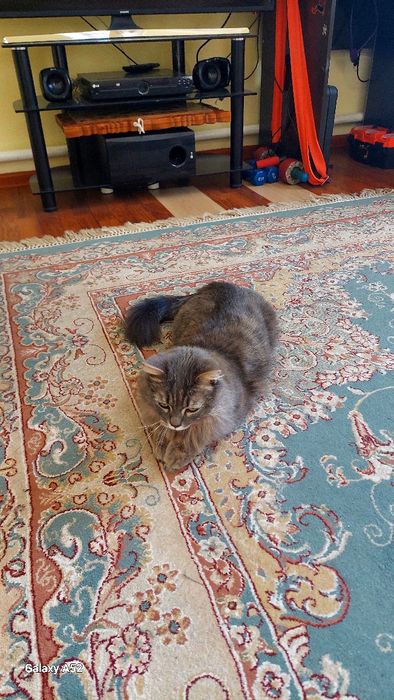 Отдам в добрые руки