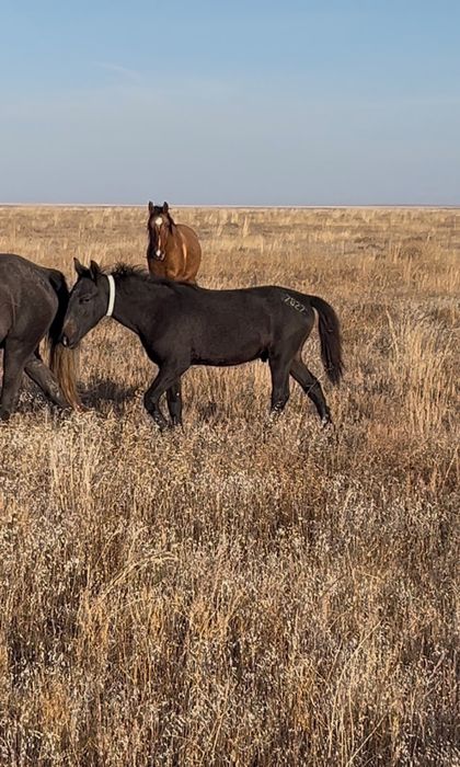 жылқы сатылады .