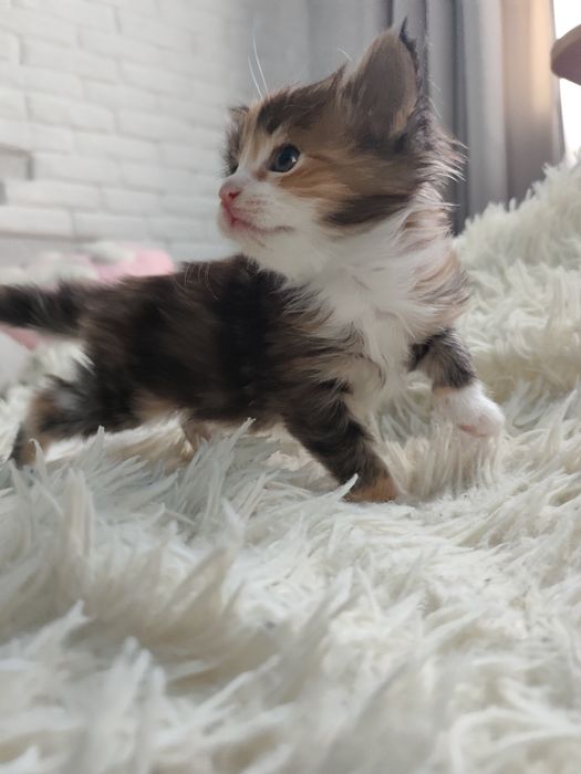 Котята породы Мейн кун