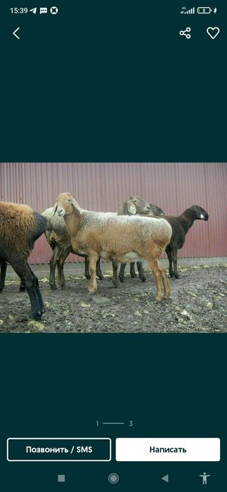 Qoylar sotiladi hayit ayyomiga