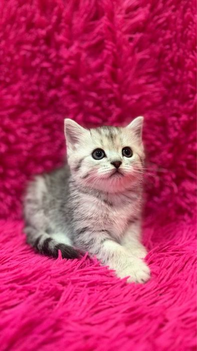 Продажа шотланских котят