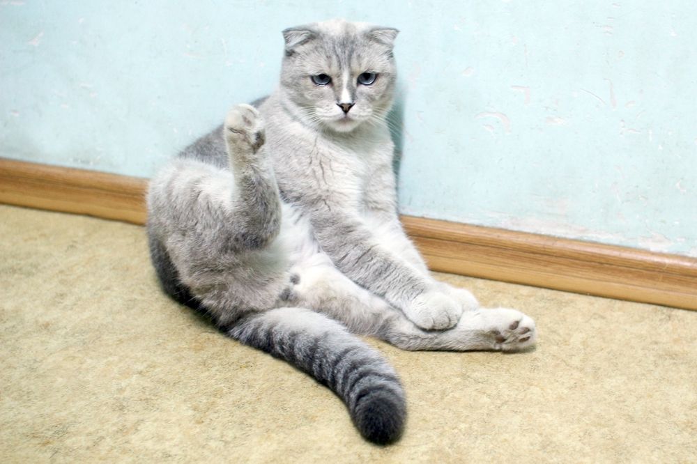 Отдам в добрые руки