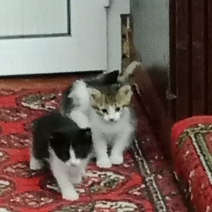 Mushuk bolalari hadya