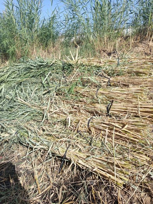ломбозга камиш бор, буйи 4метр+… эни 10л баклашка, 500та бор