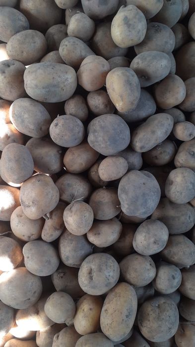 Картофель домашний