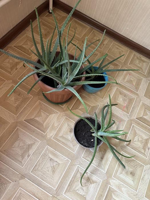 алоэ вера домашние