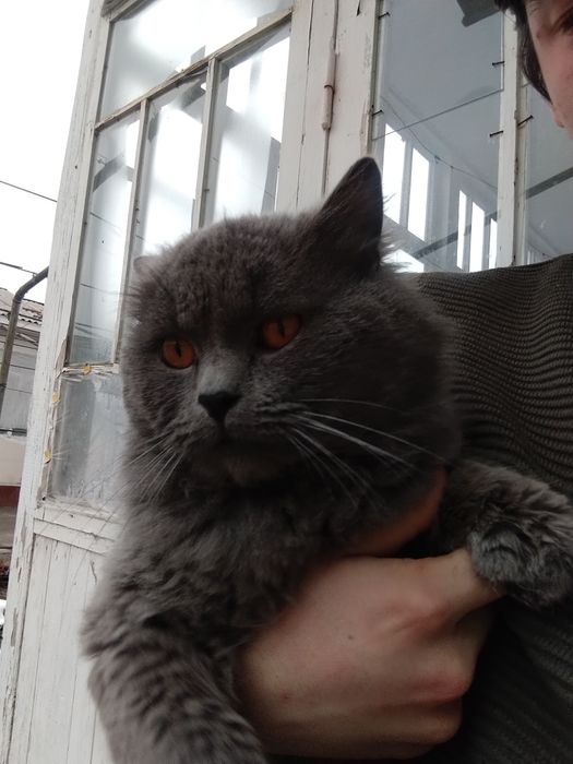 Mushuk yoshi 1 yoshtan oshkan rossa aqilli