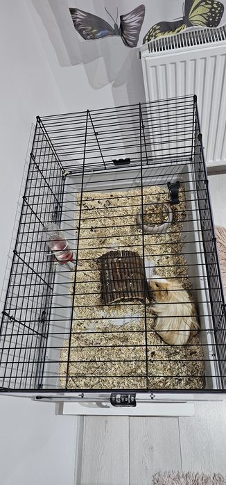 Porcusor de guineea