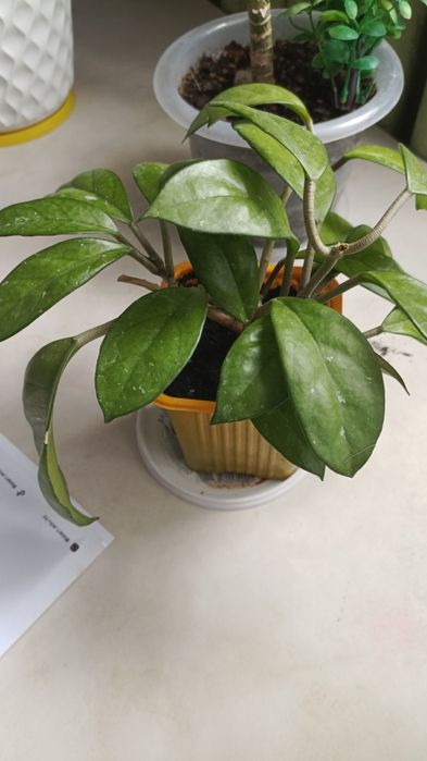 Хойя 2300 псевдорантум 800