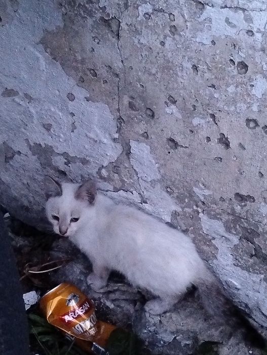 Отдам котят в хорошие руки .