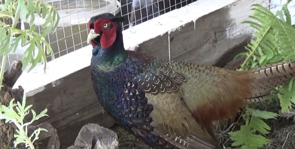 Продам Румынского фазана