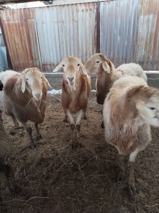 Продам Кошкар 2 годовалый.