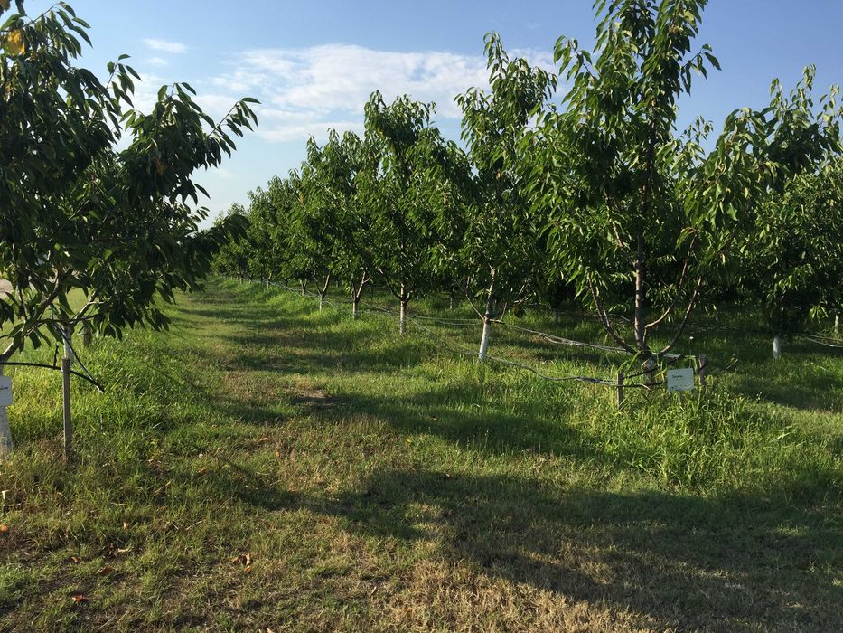 Продава се Земеделски имот в с. Ново село, Област Пловдив -  кв.м за 2010 €/дка - Снимка #3