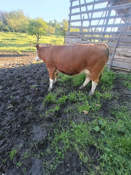 Vaca bălțată românească  de vanzare