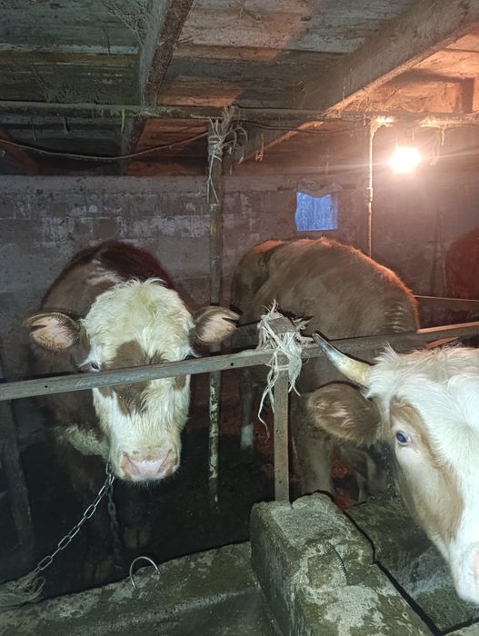 Продам бычки через вес