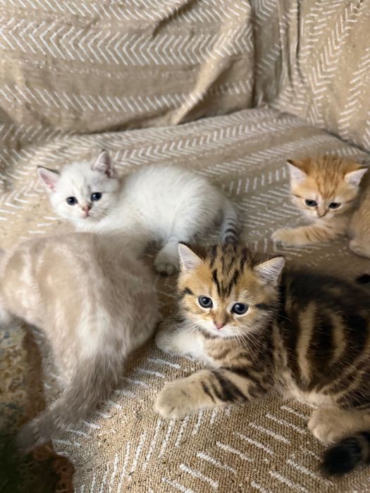 Котята продаются 2 мес