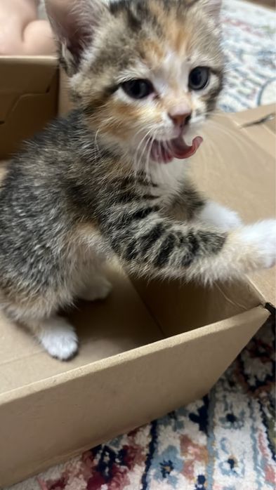Отдам даром котенка