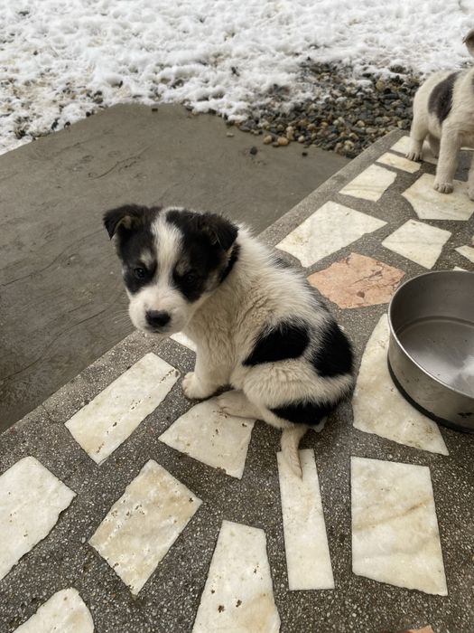 Donez cǎței talie medie