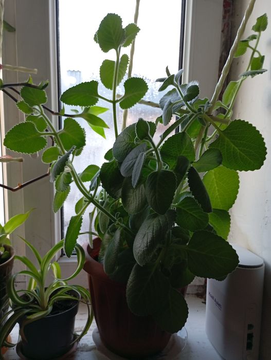 Продам  цветы всё по 5000