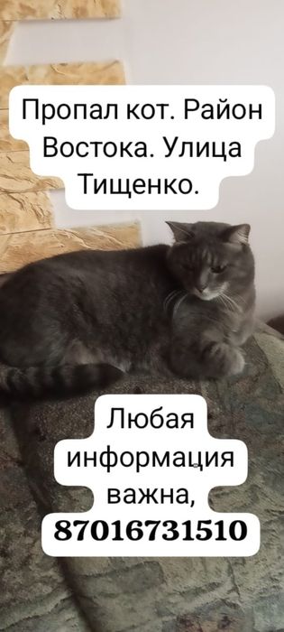 Пропал домашний кот