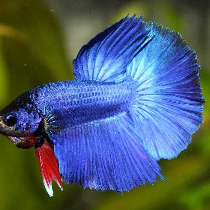 Петушки рыбы фото Петушки рыбы фото