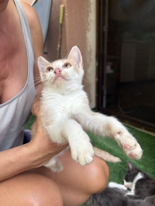 Ofer spre adoptie 4 pisoi