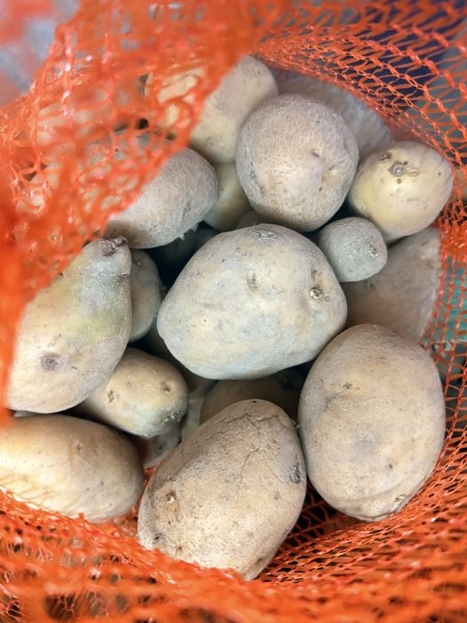 Cartofi BIO de vânzare – 2,5 lei/kg