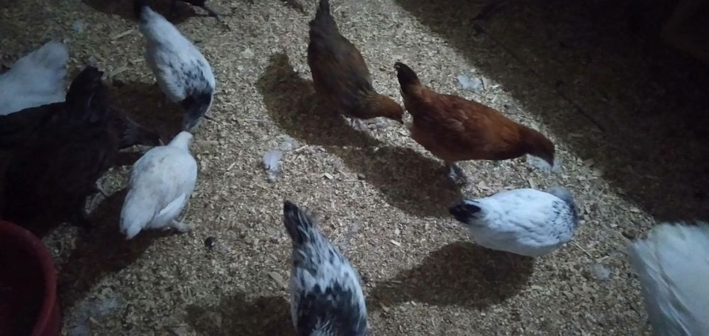 Продам цыплят.2,5месяца