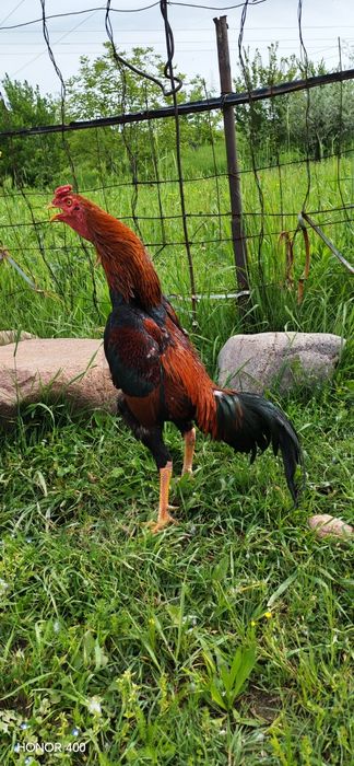 Dakan Xuroson sotiladi aybi yuq